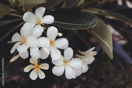 Plumeria photo