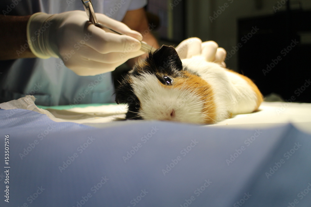 Veterinary surgery of suspect dermoid cyst by guinea pig Stock Photo