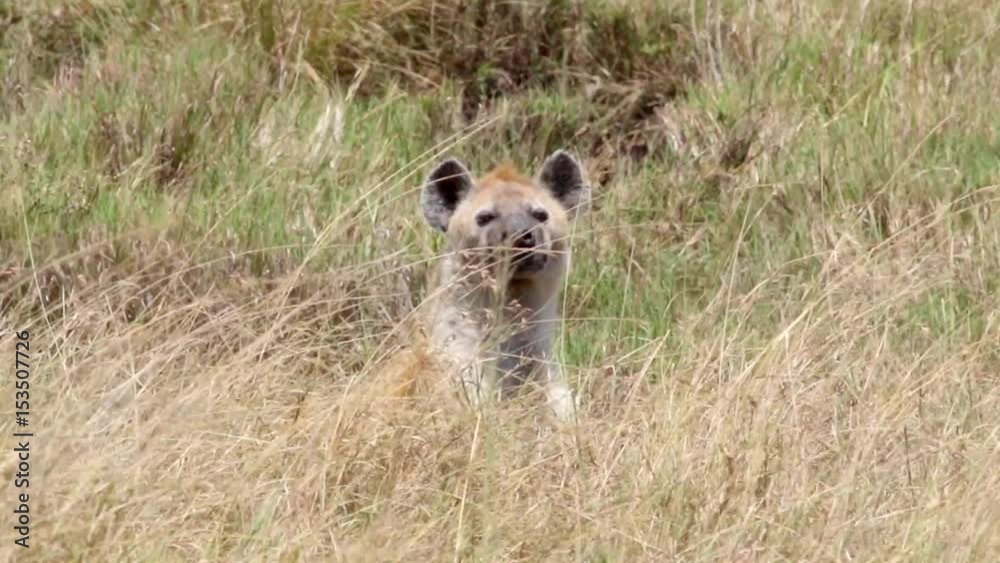 Hiena rest in Masai Mara National Reserve Savannah Hiena rest in Masai Mara National Reserve Savannah