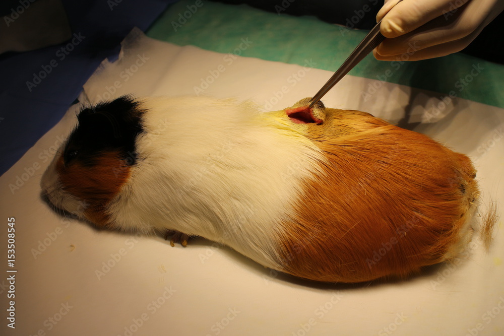 Veterinary surgery of suspect dermoid cyst by guinea pig Stock Photo