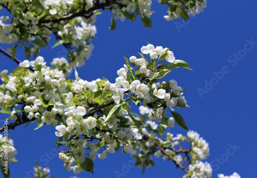 Flowering apple tree blossom in the spring sunshine