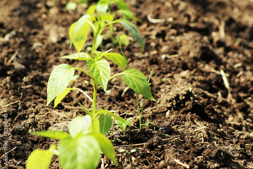 Tomatoes growing in a greenhouse