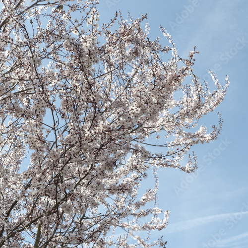 Spring flowers with blue background
