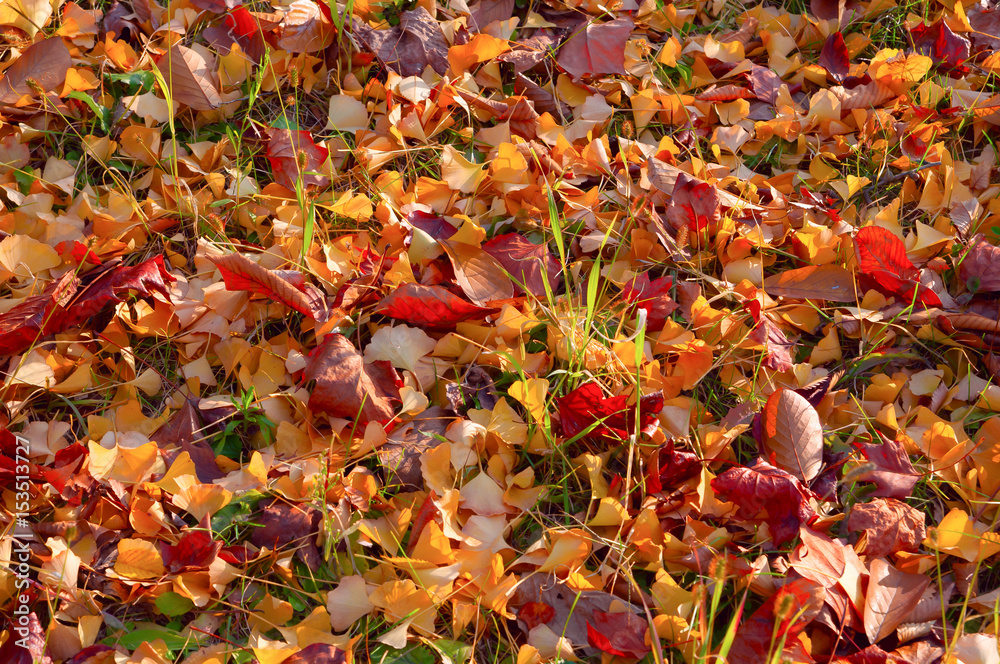 Red, yellow and orange fallen leaves mixed with a green grass Red, yellow and orange fallen leaves mixed with a green grass