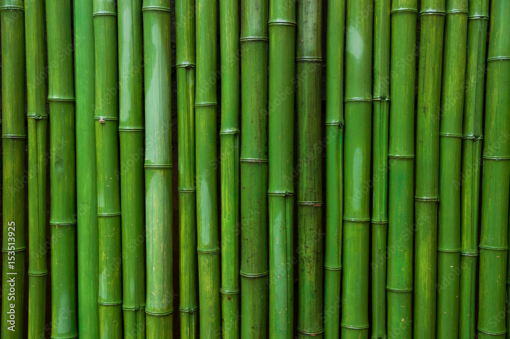 Naklejka Green bamboo fence background