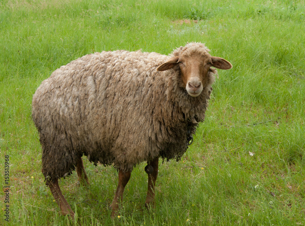 Obraz premium Sheep on green field