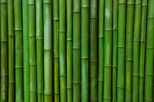 Fototapeta Naklejka Na Ścianę i Meble -  Green bamboo fence background
