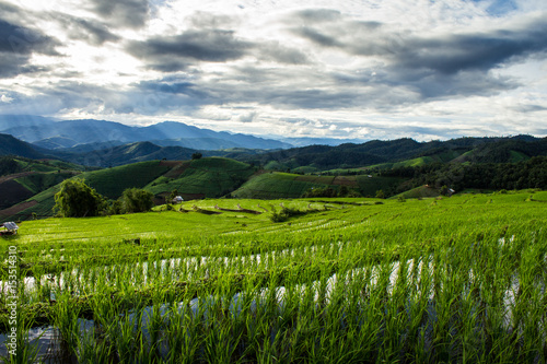 Fototapeta Naklejka Na Ścianę i Meble -  Green terraced rice field over the mountain