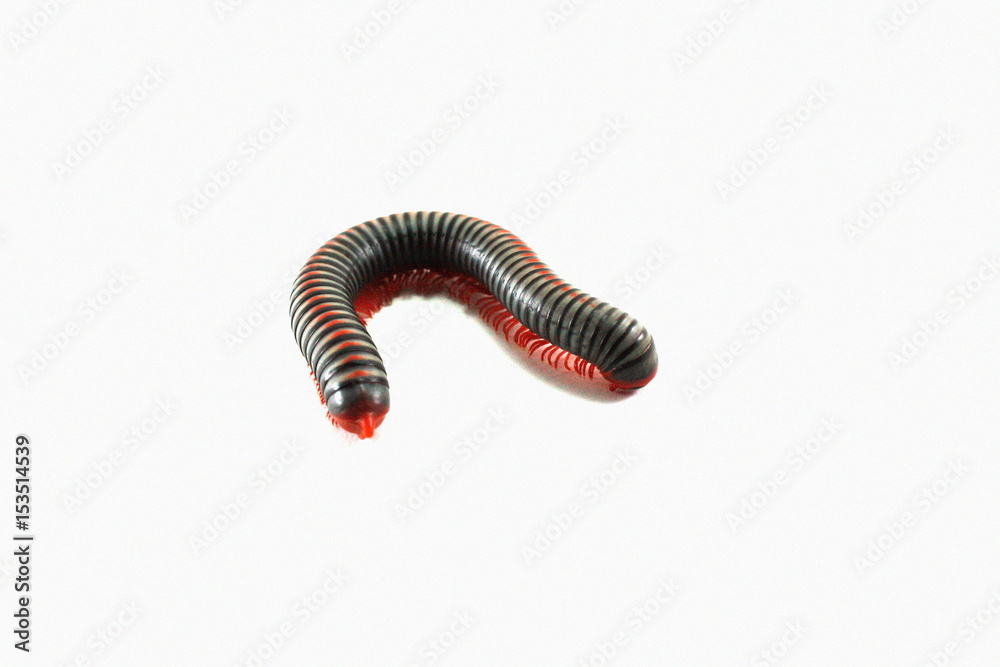 Millipede on white background. Millipede on white background.