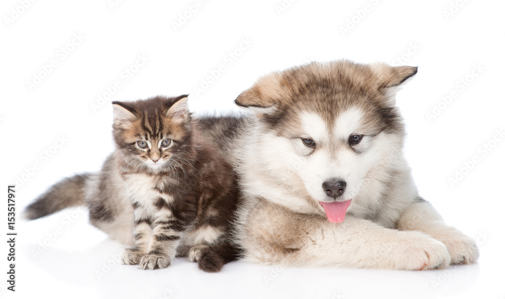 Scottish kitten sitting with Alaskan malamute puppy. isolated on white background