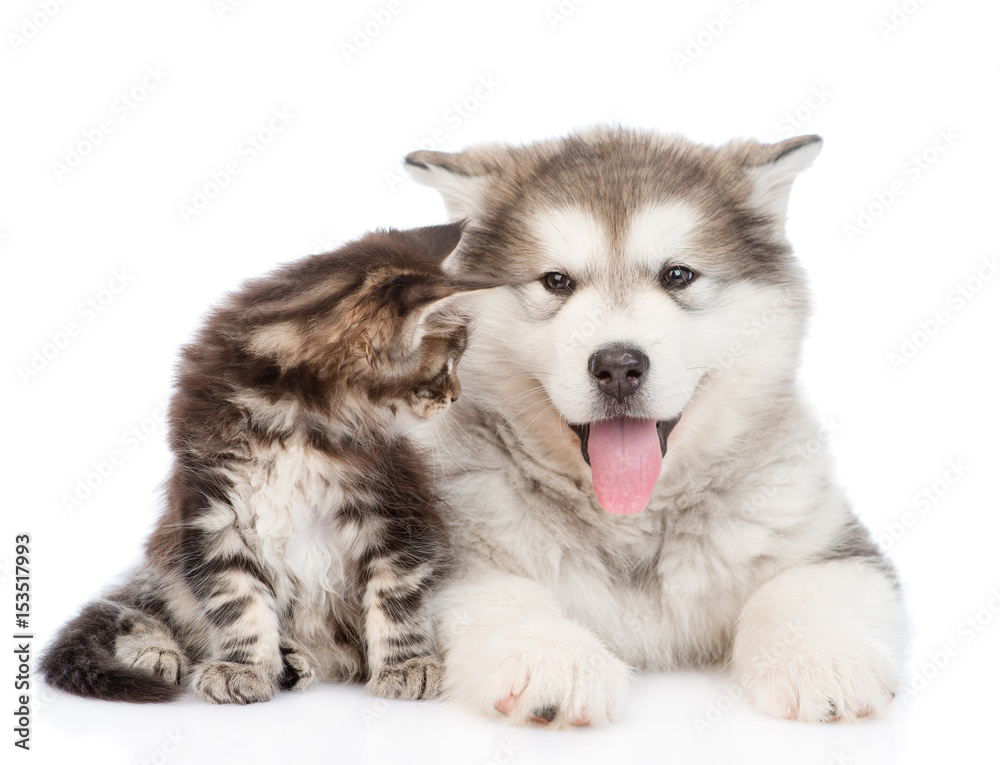 Kitten and puppy together. isolated on white background