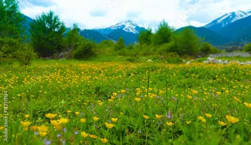Meadow flowers, mountain nature, summertime. Photo depicts a plenty of the yellow colorful meadow flowers, growing in the green grass. Close up, blurred mountain on the background.