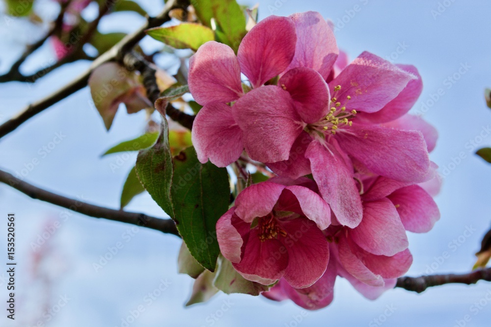 Obraz premium Beautiful pink sakura flowers with green leaves