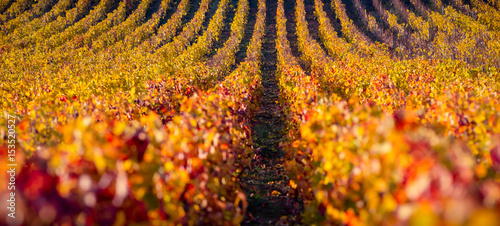 vignes en automne photo