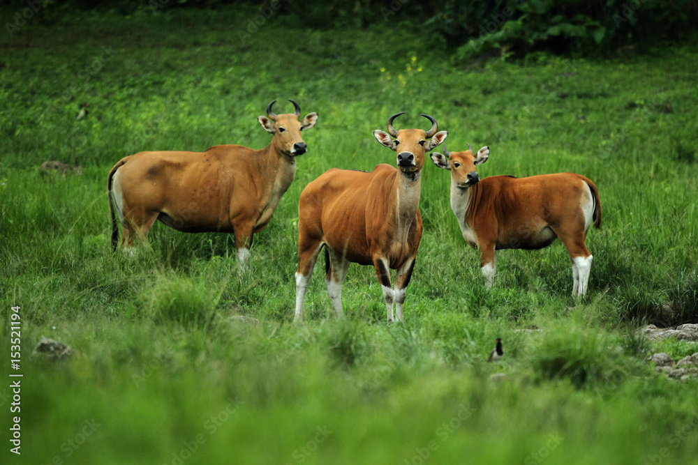 Banteng (Bos javanicus) a species of wild cattle found in Southeast Asia. drink mineral water. Huaikhakheng Wildlife Sanctuary.nature world heritage site ,Thailand ,IUCN Red List of Threatened Species