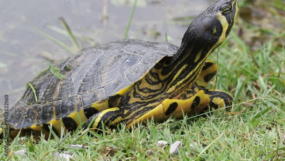 Tartaruga d'acqua dolce -(Trachemys scripta scripta) Tartaruga d'acqua dolce -(Trachemys scripta scripta)