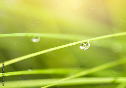 rain drops on a branch or grass. nature background.