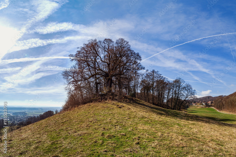 Spring tree on the hill, natural landscape Spring tree on the hill, natural landscape