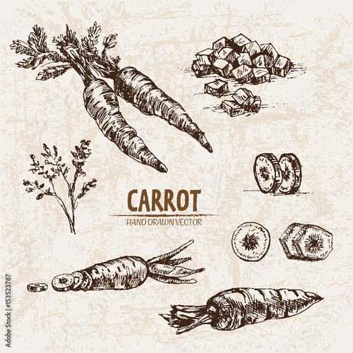 Digital vector detailed line art carrot vegetable hand drawn retro illustration collection set. Thin artistic pencil outline. Vintage ink flat style, engraved simple doodle sketches. Isolated