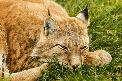 Linx lui in het gras photo