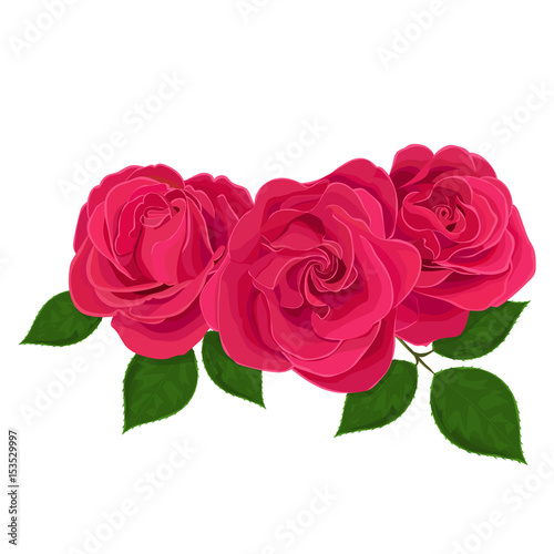 Vector illustration of three delicate pink and red flower, bud of roses, bloom on a branch on white background.