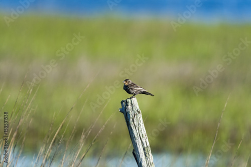 Red-winged Blackbird worn post