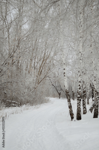 Foot path and birch tree winter park. © Dmitriy