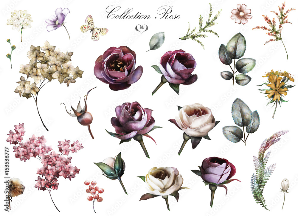 Set elements of rose, hydrangea. Collection garden and wild flowers ...