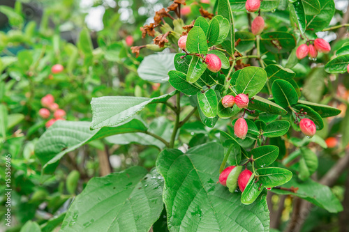 Bengal-Currants, Carandas-plum, Karanda. Carissa carandas is a species of flowering shrub in the dogbane family, Apocynaceae. photo