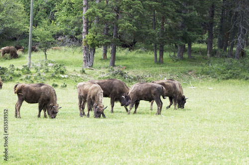 Buffalo