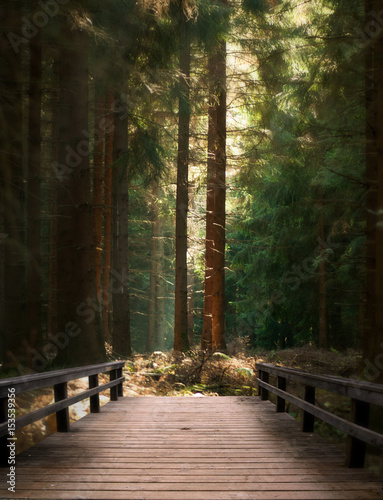 Bridge in the woods