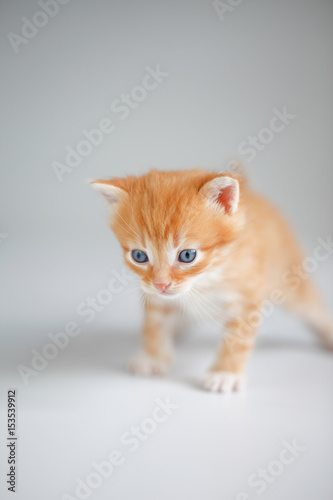 Cute red kitten on light background