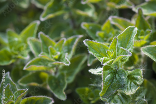 A close up image of wild Oregano, Origanum vulgare, not yet flowering.