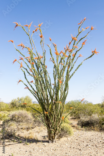 Blooming Ocotillo Cactus, AZ, USA
