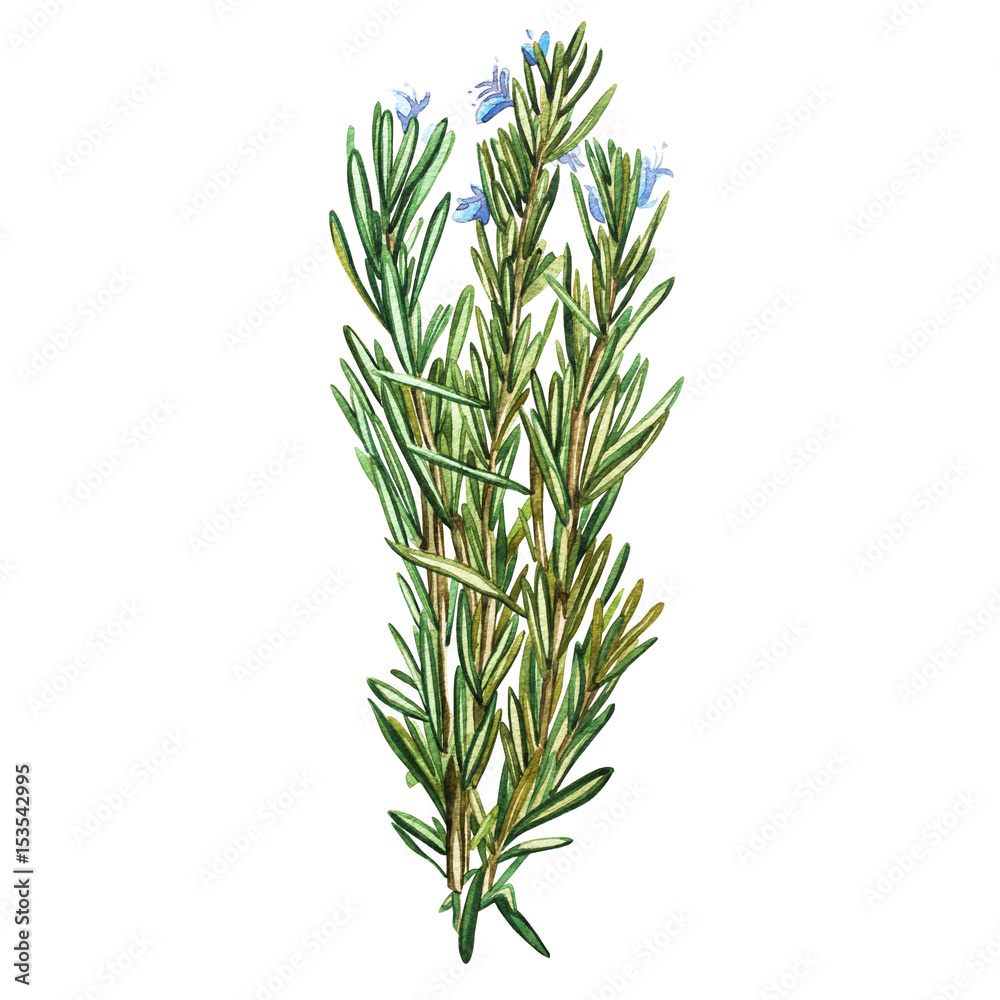 Obraz premium Botanical drawing of a rosemary. Watercolor beautiful illustration of culinary herbs used for cooking and garnish. Isolated on white background.