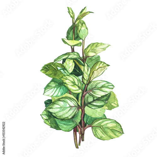 Botanical drawing of a oregano. Watercolor beautiful illustration of culinary herbs used for cooking and garnish. Isolated on white background.