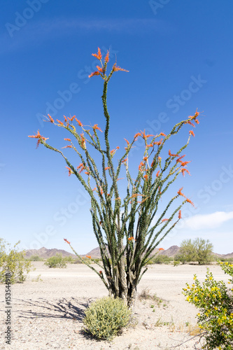 Blooming Ocotillo Cactus, AZ, USA photo