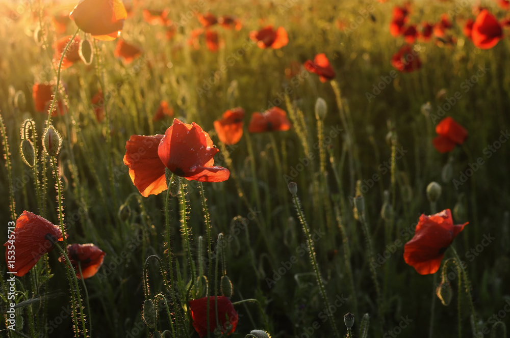 Obraz premium Beautiful red poppies at sunset
