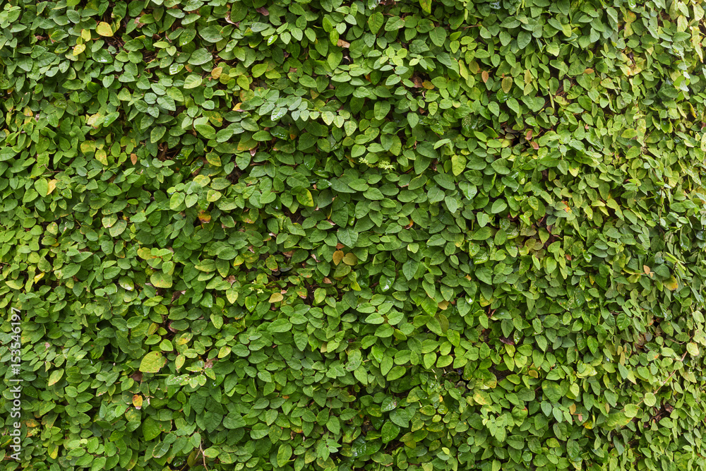 Ficus pumila, Creeping Fig as wallpaper, nature background Stock Photo ...