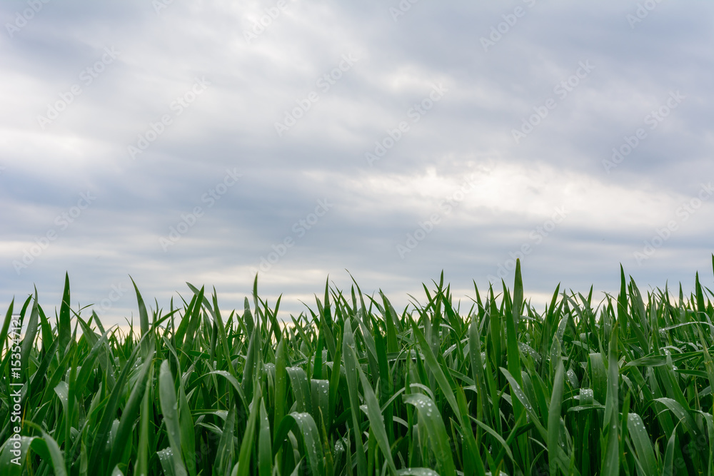 Wassertropfen auf Gras mit Wolken Himmel Hintergrund Wassertropfen auf Gras mit Wolken Himmel Hintergrund