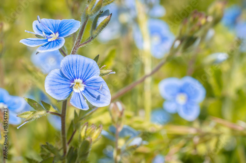small blue flowers macro background © wowkwasyl