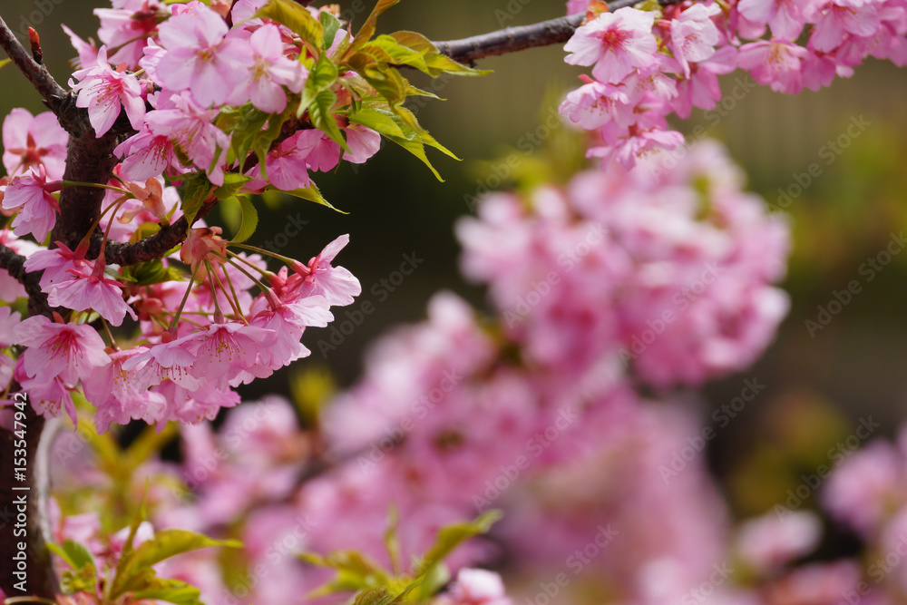 Fototapeta premium 河津桜