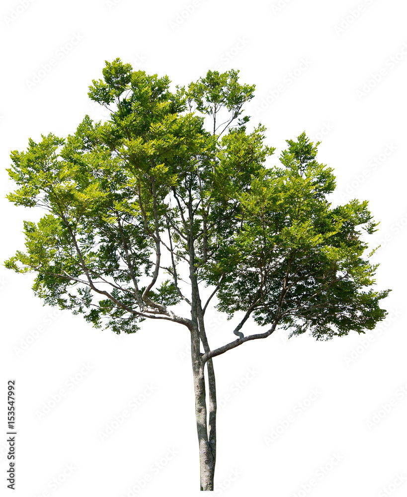 Fototapeta premium Tree isolated on white background