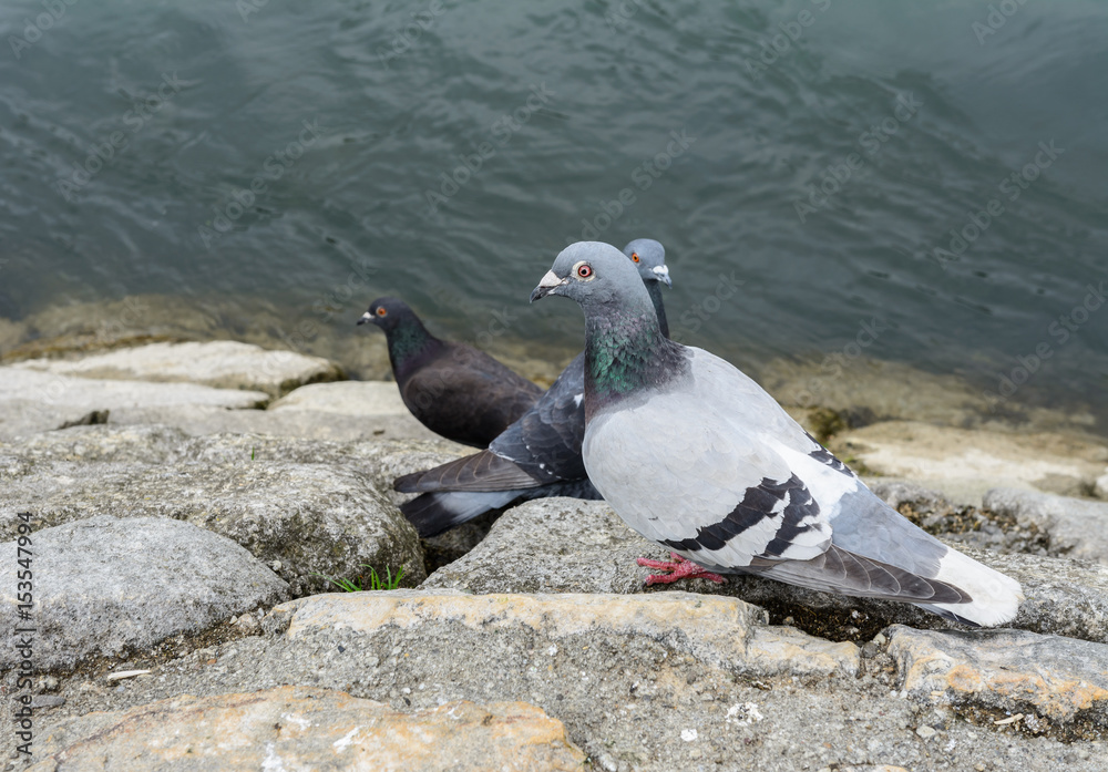 Taube am Wasser StockFoto Adobe Stock