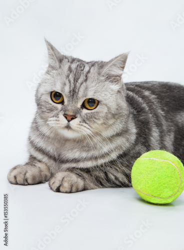 gray striped cat with bright green ball © Line