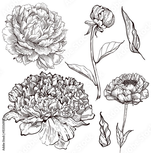 Ink peony set