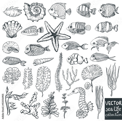 beautiful sea life collection for design