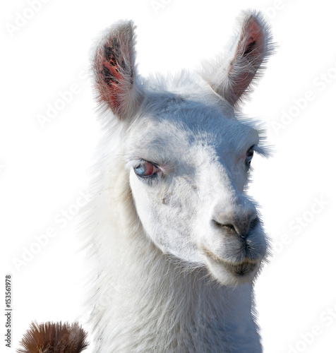 Beautiful lama portrait © AVD