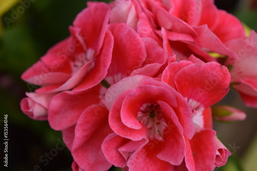 pink geranium