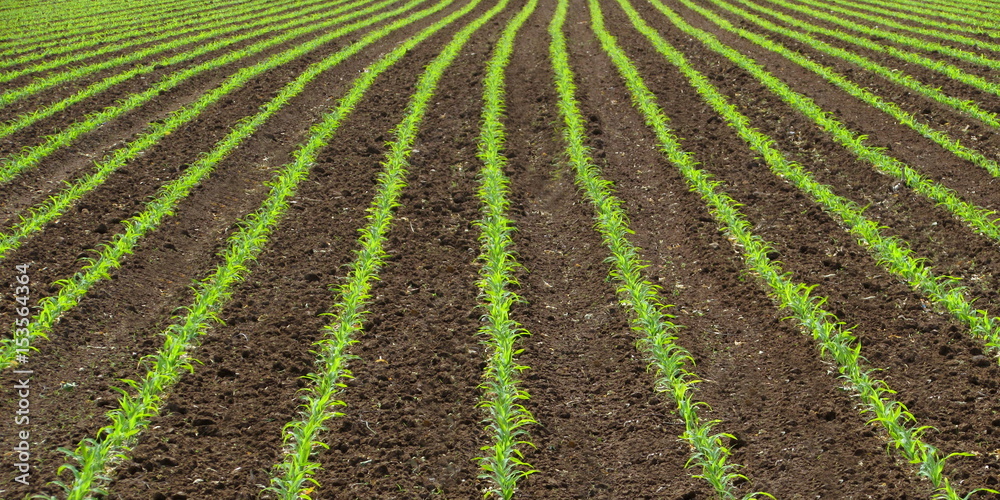 Prospettiva in agricoltura - campi coltivati Prospettiva in agricoltura - campi coltivati